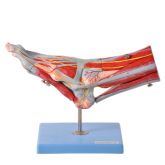 Pé Muscular c/ Principais Vasos e Nervos em 9 Partes-CS/AT/TZJ-0330-P