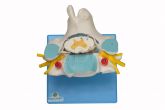 Vértebra Cervical c/Cordão Espinhal-CS/SD-5013