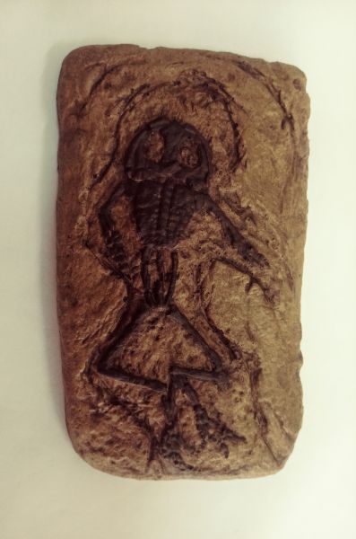Arariphrynus placidoi