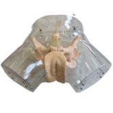 Simulador de Curetagem Transparente-CS/AT/TGD 4032