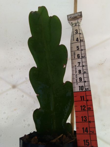 Cacto Orquídea 14 cm