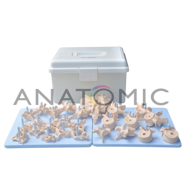Coluna Vertebral Desarticulada CS/AT-TGD-0141-B