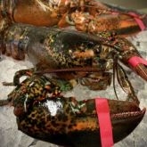 FROZEN LOBSTER