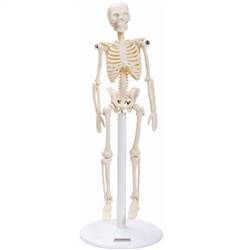 Esqueleto de 20 cm-CS/AT/TGD-0131