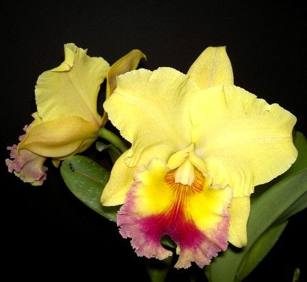 blc goldenzelle lemon chiffon