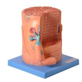 Fibra Muscular-CS/AT/TZJ-4003