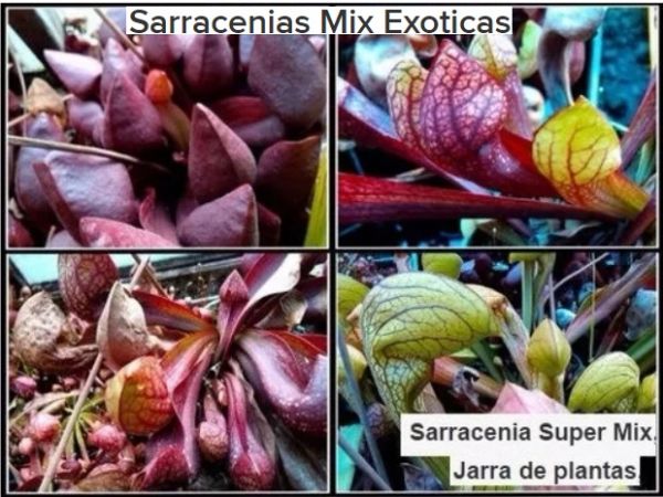 Sarracenias Mix Exoticas-15 Sementes Frescas-100%