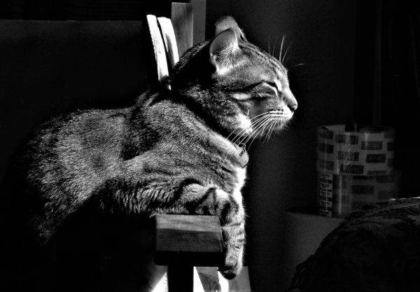 7 Poemas de gatos