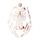 Esqueleto Humano Desarticulado Tamanho Natural c/origem e Inserção-CS/AT/TGD-0101-M