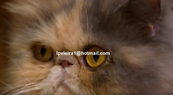 Lindo Gato
