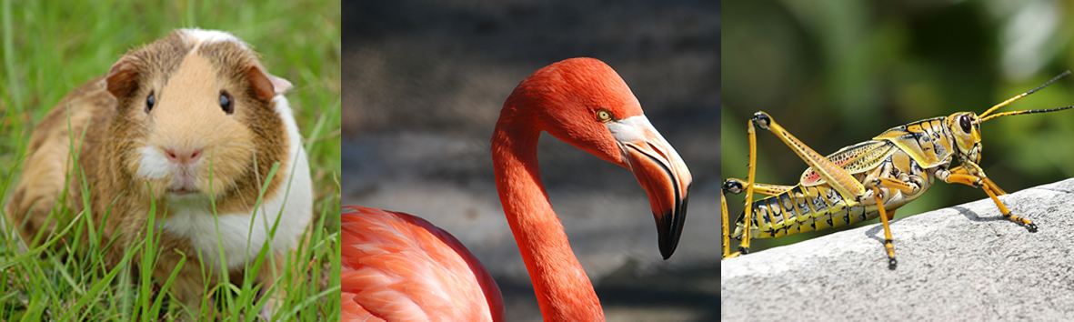 animais_de_poder_5