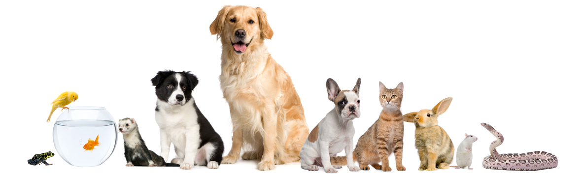 animais_de_poder_3
