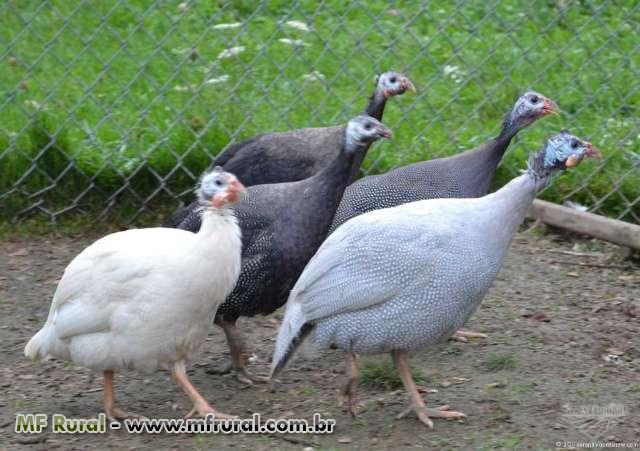 Galinhas D Angola Em Curitiba Pr A Venda Compre Direto 118955