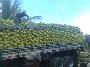 Cocos verdes