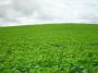 Vende-se Fazenda em Nova Mutum – MT