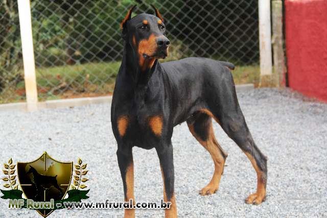 LEX LUTHOR DOBERMANN lex luthor dobermann: