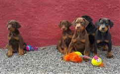 LEX LUTHOR DOBERMANN lex luthor dobermann: