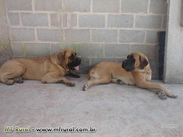 Filhote de mastiff inglês Clearance