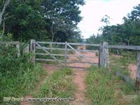 FAZENDA ÓTIMA PARA CRIA DE GADO