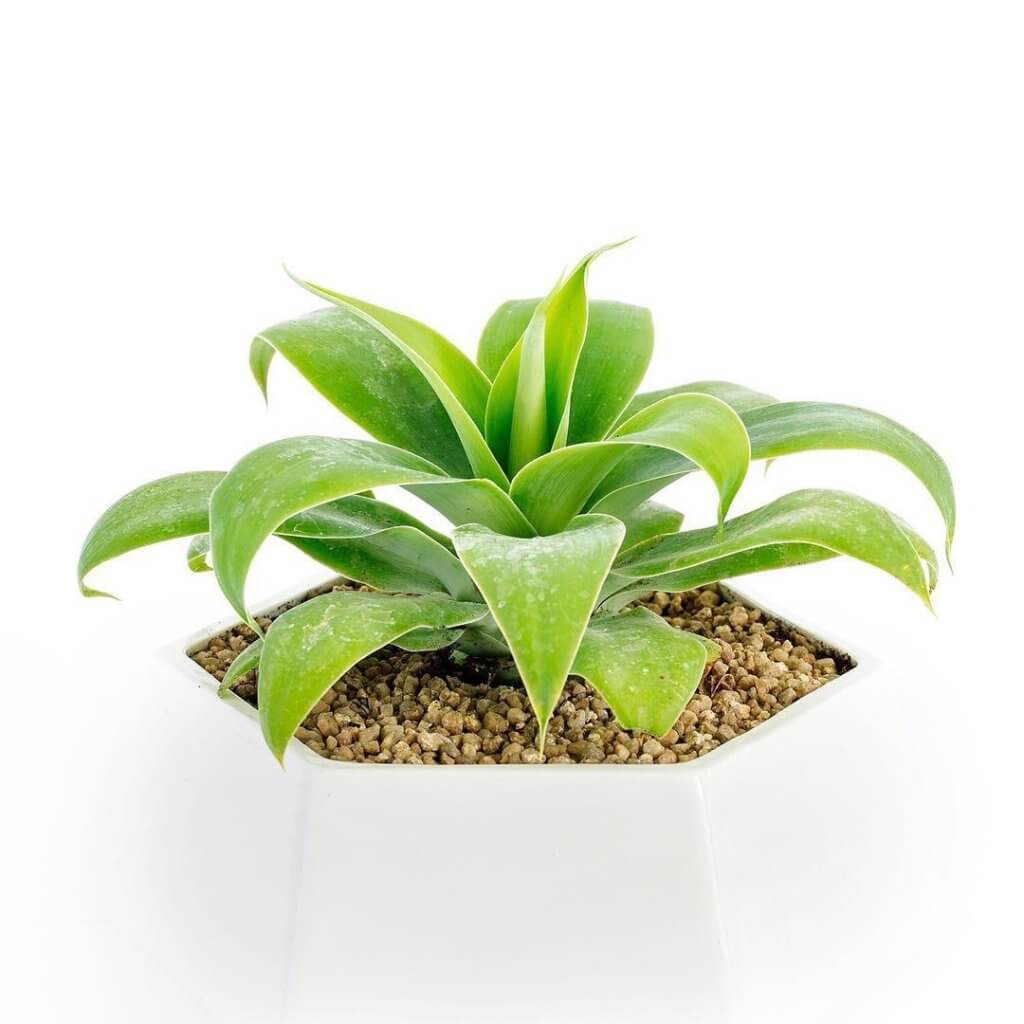 Agave Attenuata
