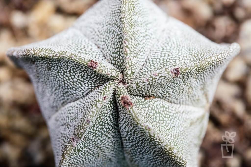 Astrophytum Myriostigma