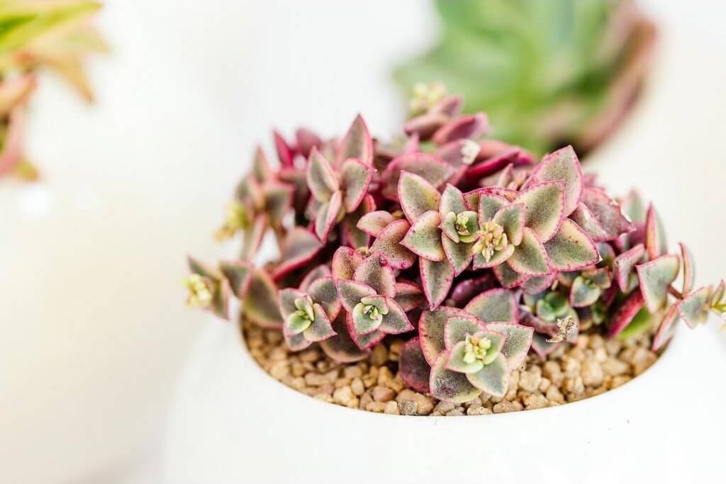 Crassula Calico Kitten