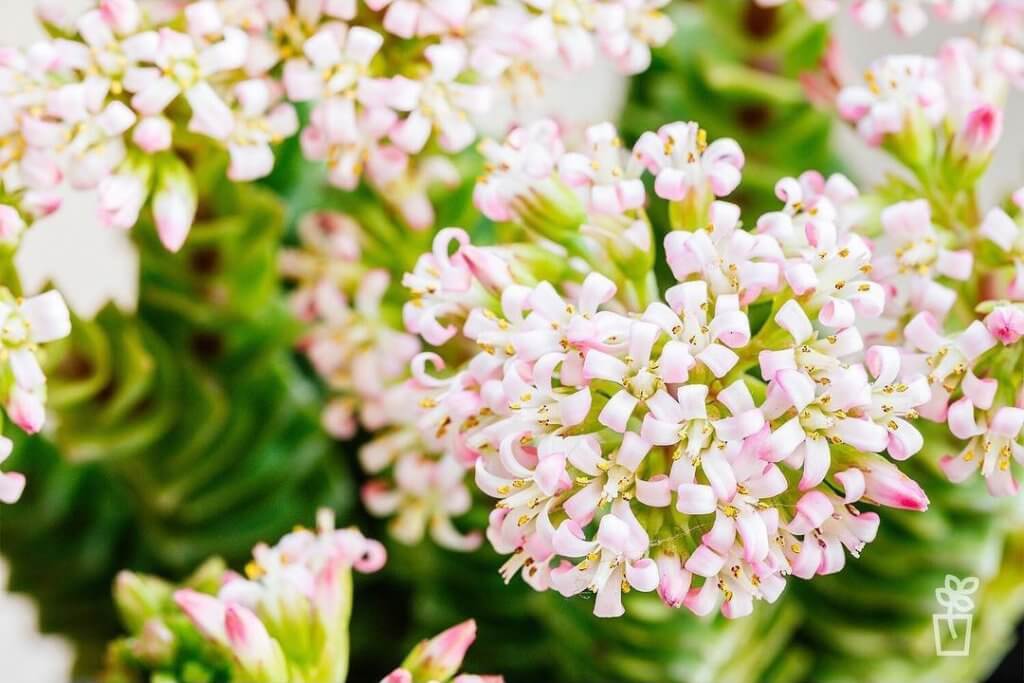 Crassula Pink Pagoda