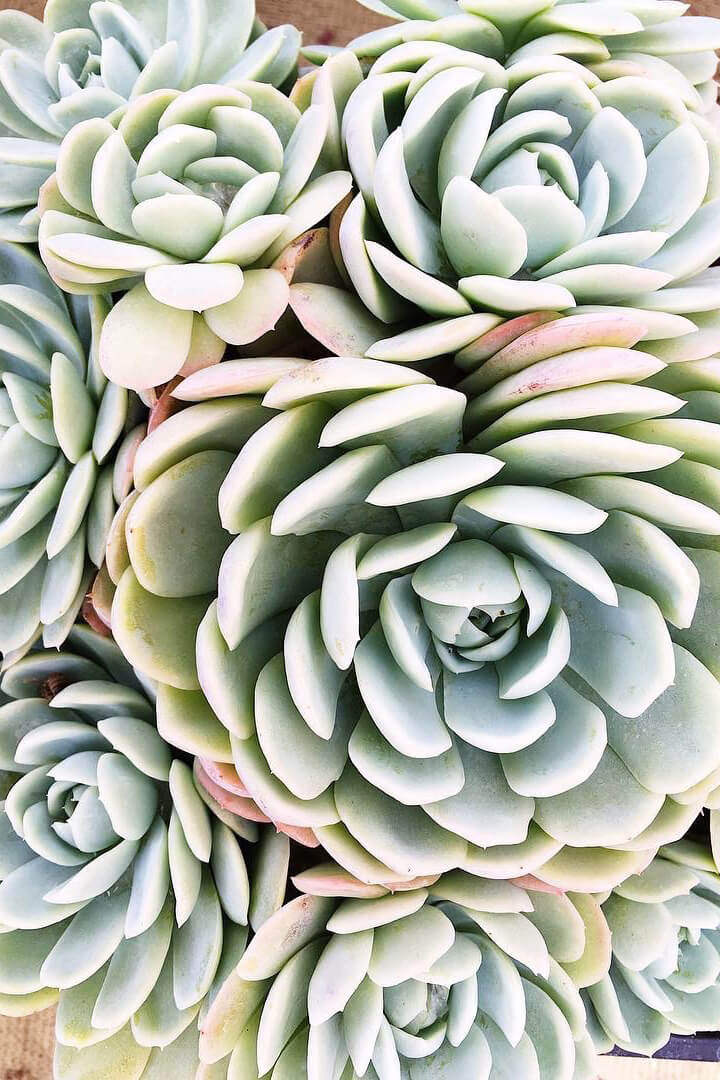Echeveria Elegans