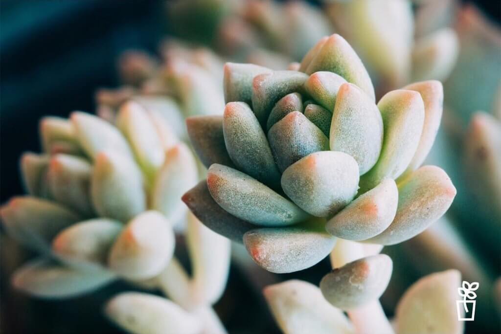 Echeveria Prolifica