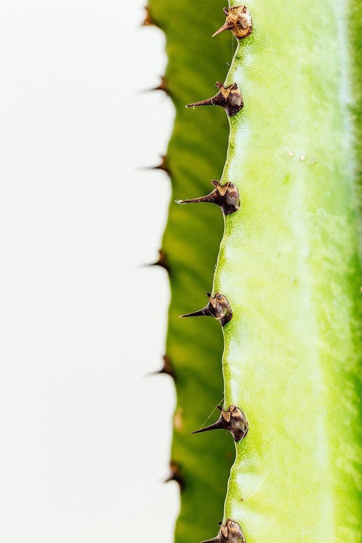 Euphorbia Canariensis