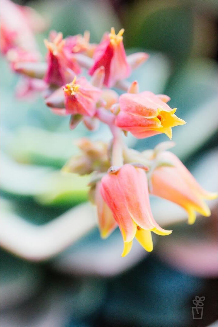 Flor Echeveria Elegans