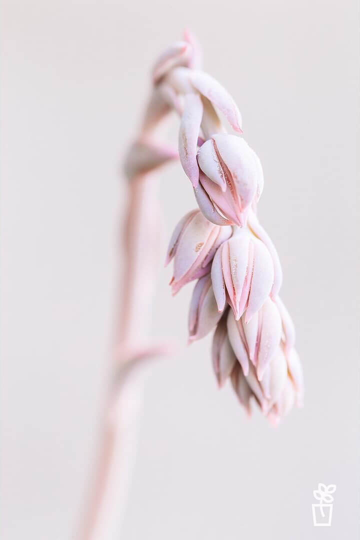 Flor Echeveria