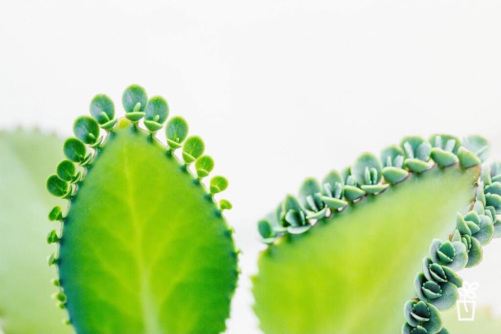 Kalanchoe Laetivirens