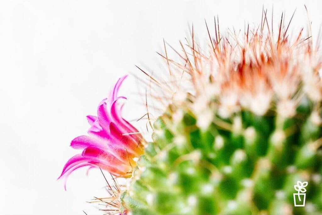 Mammillaria Backebergiana