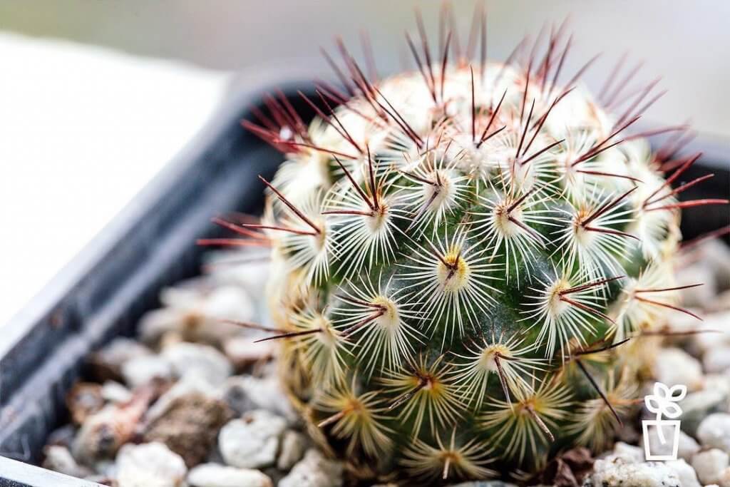 Mammillaria rhodantha ssp. fera-rubra