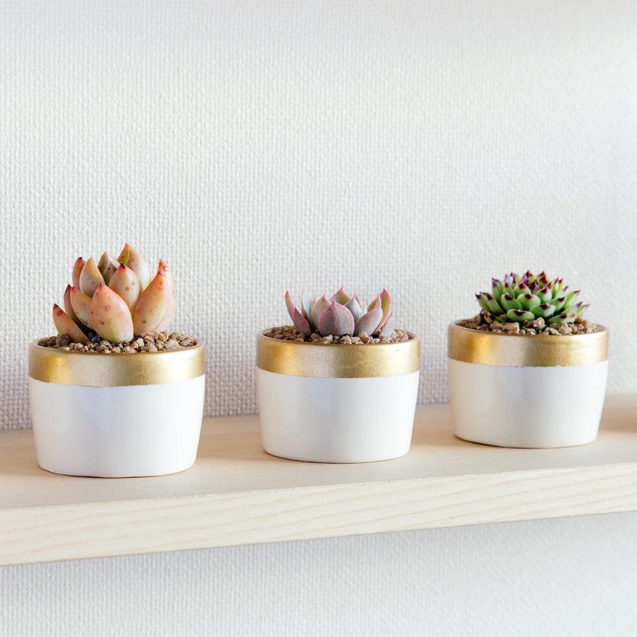 Set 3 Mini Macetas