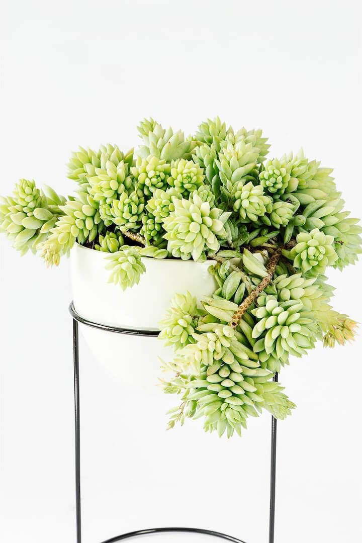 Sedum Morganianum