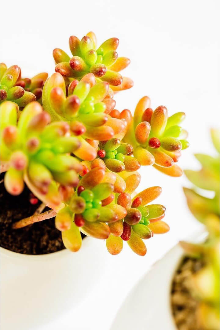 Sedum Rubrotinctum