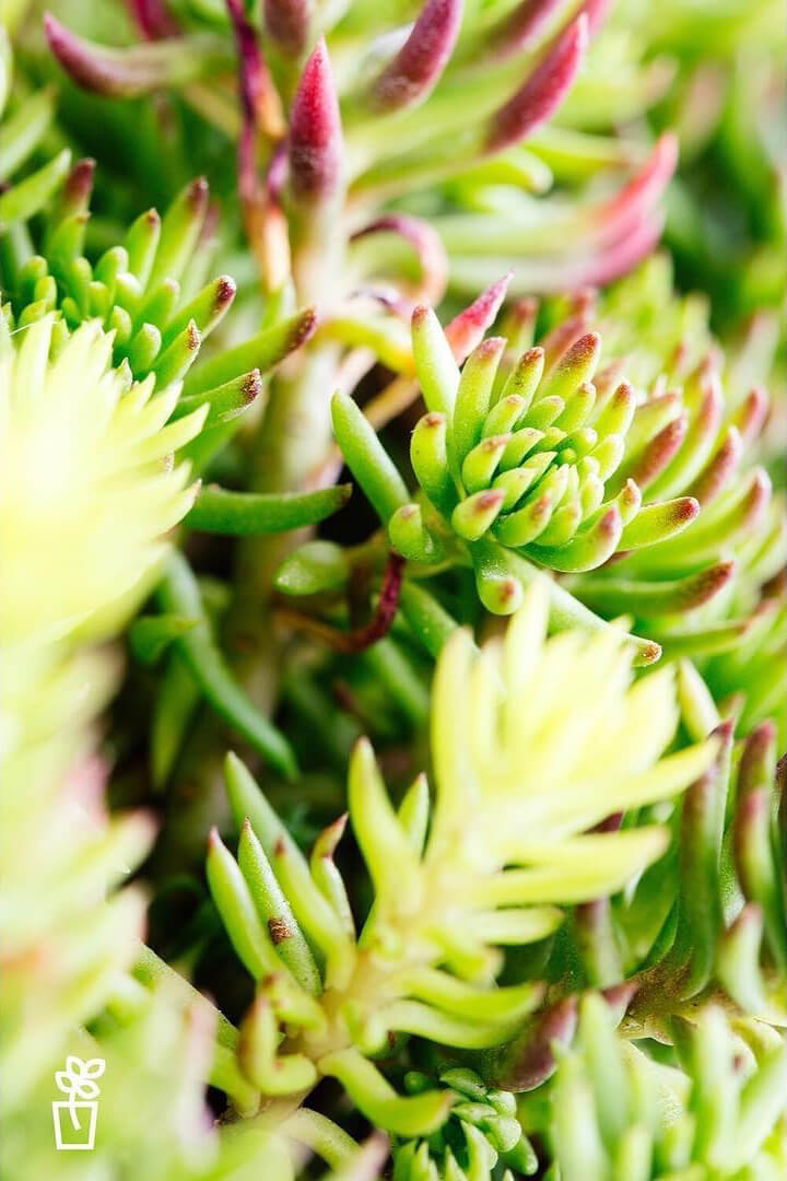 Sedum Sexangulare