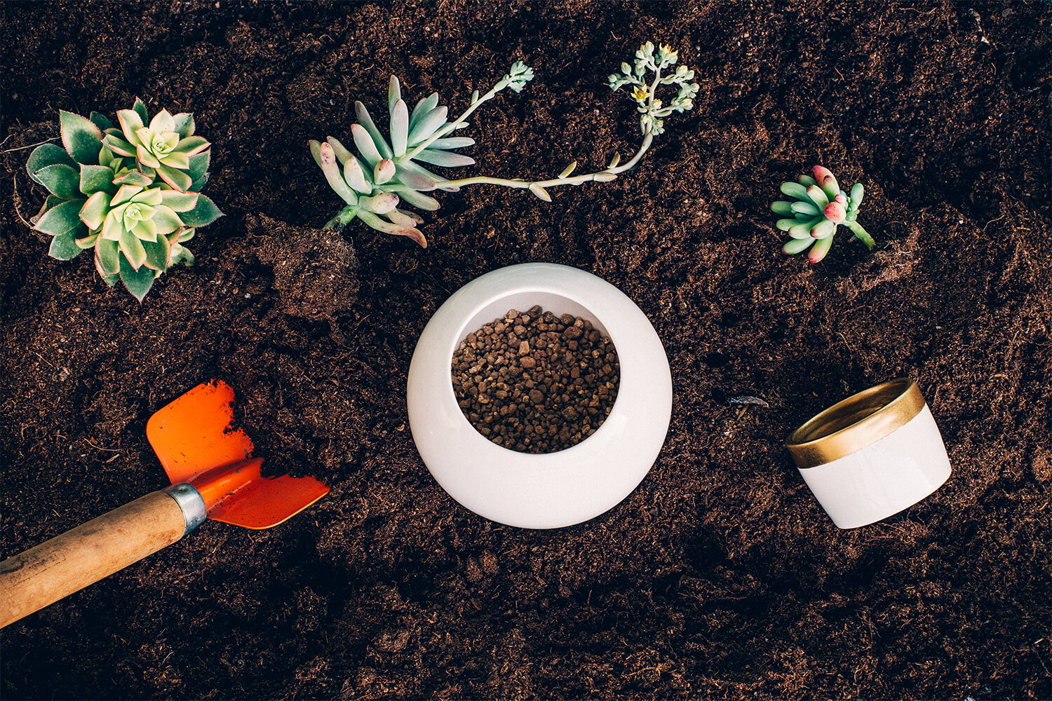 Fórmula Secreta: Sustrato para Cactus y Suculentas.