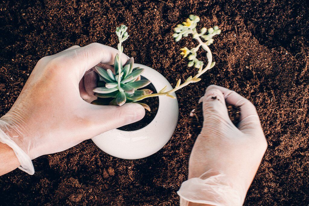Plantando Maceta Esfera de Mi Mercadito