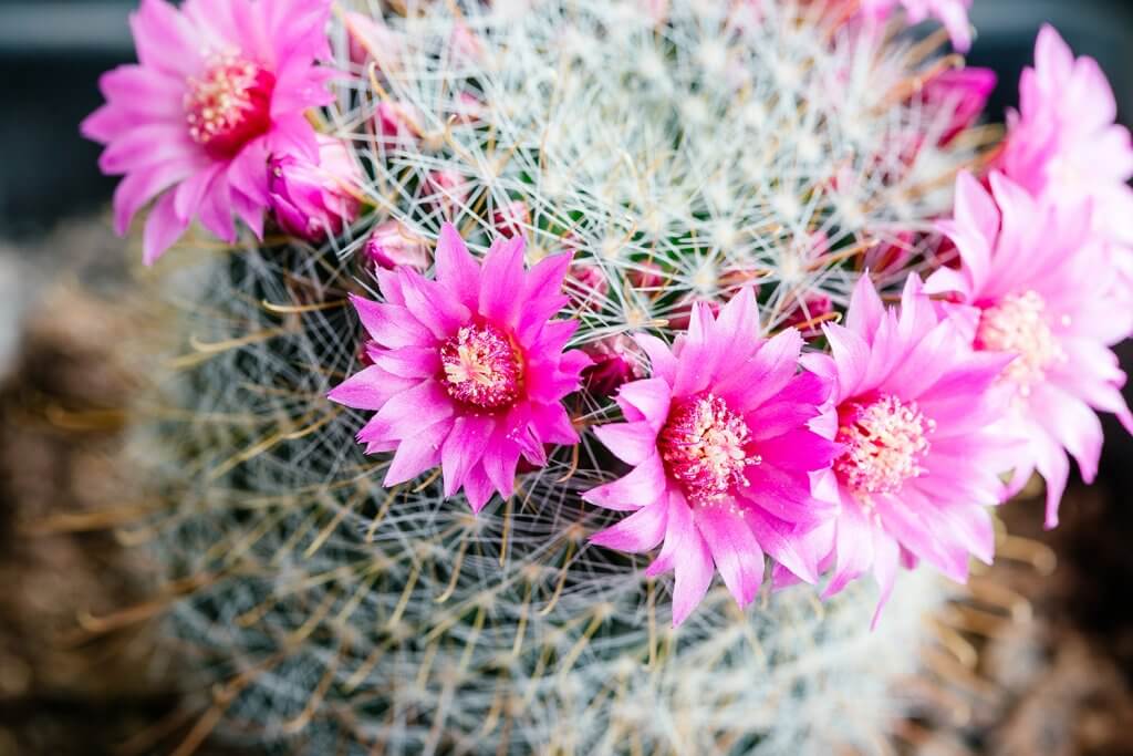 Floración de Cactus & Suculentas 