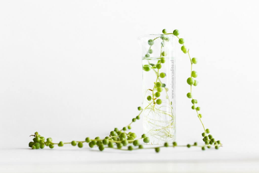Propagación de especies por agua