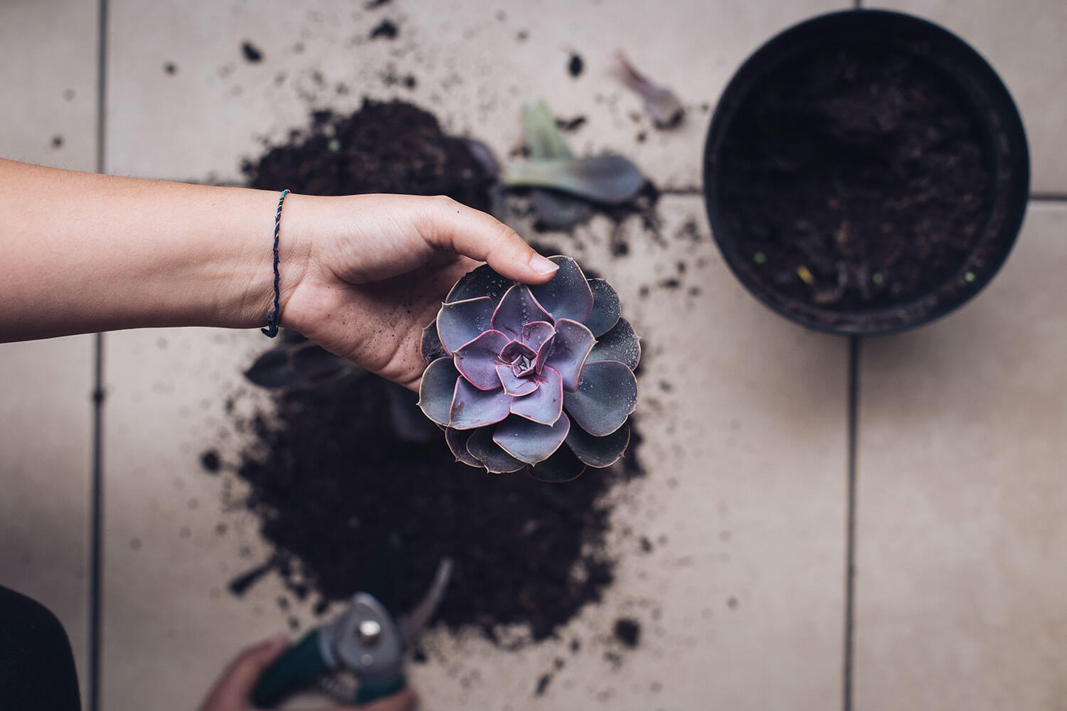 Pasos para salvar tu planta “Etiolada” (o estriada).