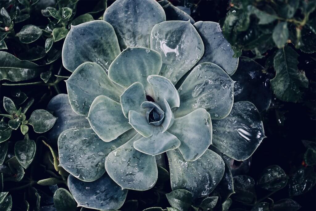 ¡Ayuda! ¡Llegó el frío! Aprende a cuidar tus suculentas en Otoño/Invierno.