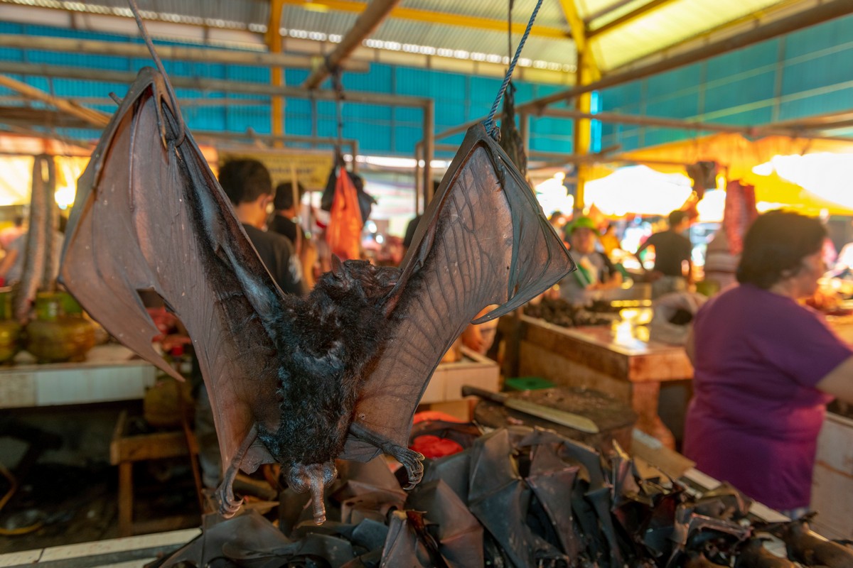 Fotos chocantes do mercado úmido da Indonésia