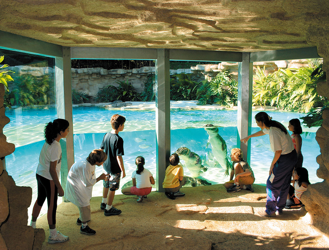 Conhecendo de perto jacarés-do-papo-amarelo no maior aquário de água doce do Brasil.