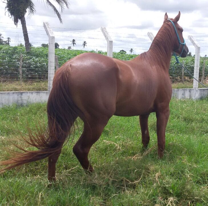 Resultado de imagem para foto de uma cavalo quarto de milha do Maranhão