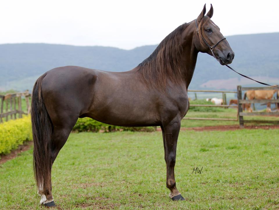 Fazenda Ilha da Chapada - Alfenas oferta 36 lotes da raça Campolina-1