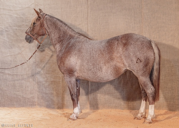 Remate Virtual de Fundamento coloca à venda cavalos Crioulos-1